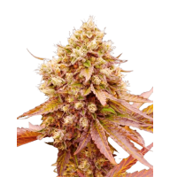 Burger Kush